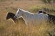 Poneys dartmoor des landes du cragou